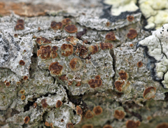 Obscuroplaca camptidia