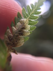 Phytoliriomyza tearohensis