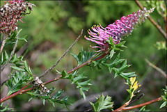 Grevillea acanthifolia