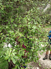 Coprosma foetidissima