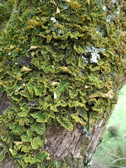 Crocodia rubella