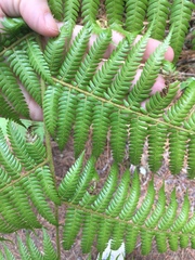 Phytoliriomyza tearohensis