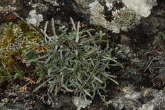 Eritrichium pauciflorum