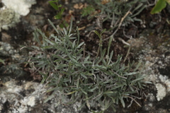 Eritrichium pauciflorum