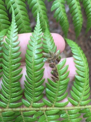 Phytoliriomyza tearohensis