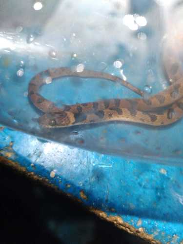 Southwestern Cat-eyed Snake, Leptodeira maculata