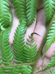 Phytoliriomyza tearohensis