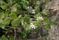 Scaevola hookeri