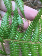 Phytoliriomyza tearohensis