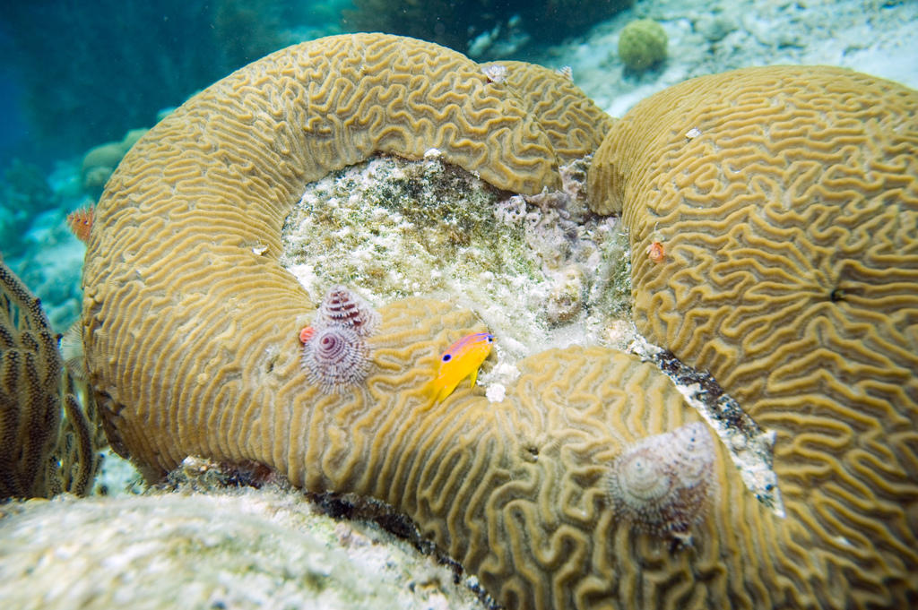 Symmetrical Brain Coral