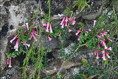 Epacris reclinata