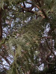 Jacarandeae