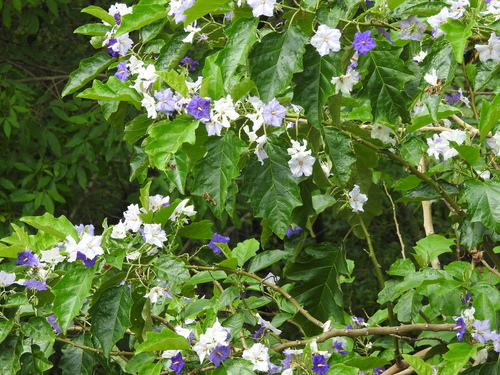 blue potato tree