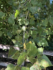 Populus deltoides