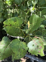 Populus deltoides