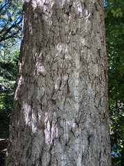 Populus deltoides