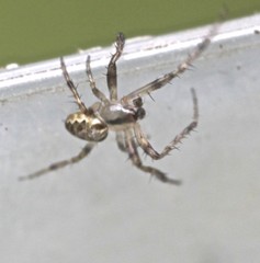 Neoscona theisi