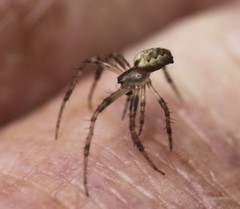 Neoscona theisi