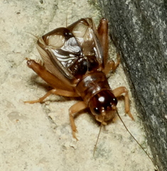 Anurogryllus