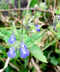 Salvia leptostachys