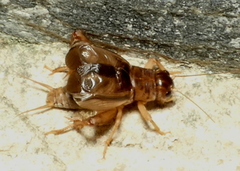 Anurogryllus