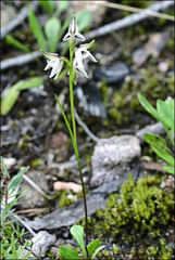Prasophyllum striatum