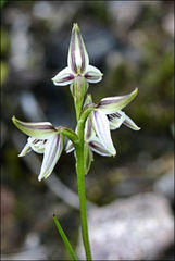 Prasophyllum striatum