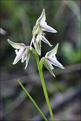 Prasophyllum striatum