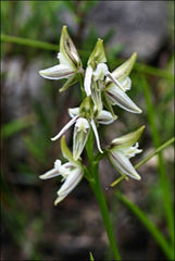 Prasophyllum striatum