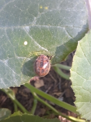 Epilachna paenulata