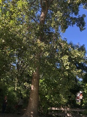 Populus deltoides