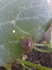 Epilachna paenulata