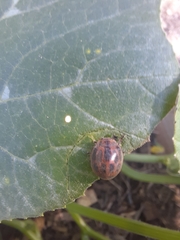 Epilachna paenulata