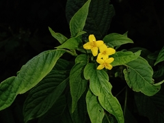 Deppea grandiflora
