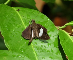 Notocrypta waigensis
