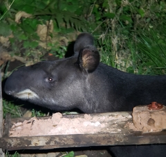 Tapirus pinchaque