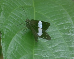 Notocrypta waigensis