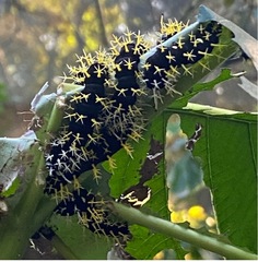 Colobura dirce