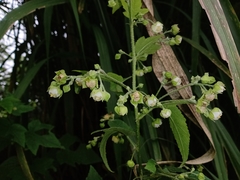 Kearnemalvastrum lacteum