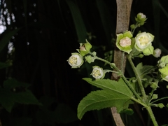 Kearnemalvastrum lacteum