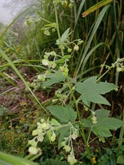 Kearnemalvastrum lacteum