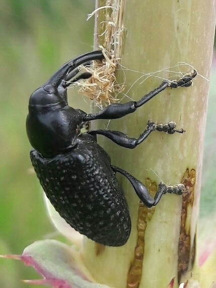 Heilipodus scabripennis
