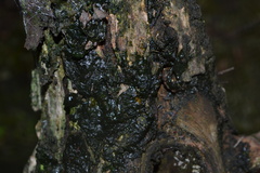 Nostocales