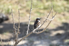 Passer domesticus