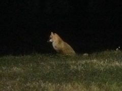 Vulpes vulpes deletrix