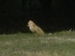 Vulpes vulpes deletrix