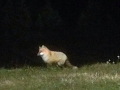 Vulpes vulpes deletrix