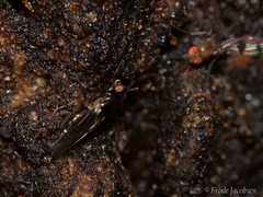 Prochyliza xanthostoma