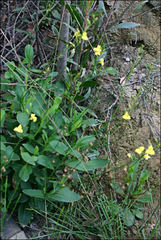Goodenia decurrens
