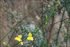 Goodenia decurrens